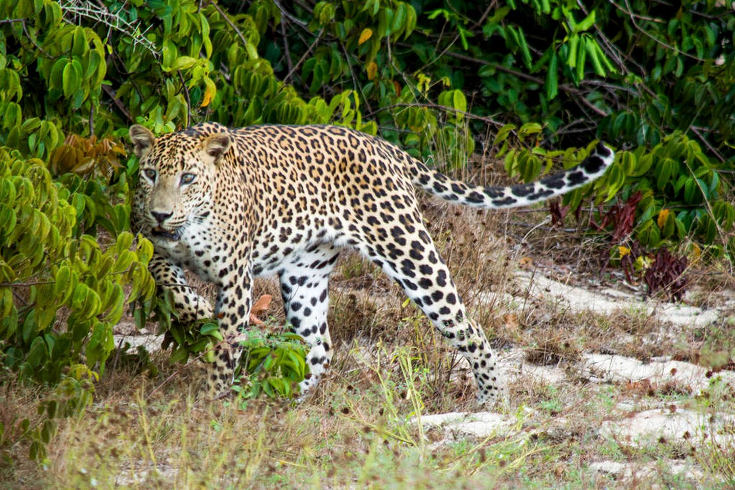 Exotic Tent Getaway for Three in Wilpattu National Park, Sri Lanka