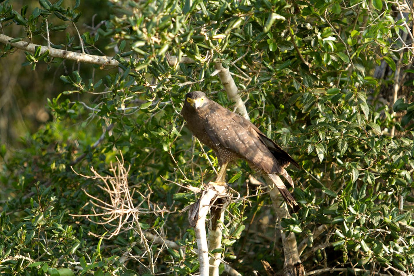 Exotic Tent Getaway for Three in Wilpattu National Park, Sri Lanka