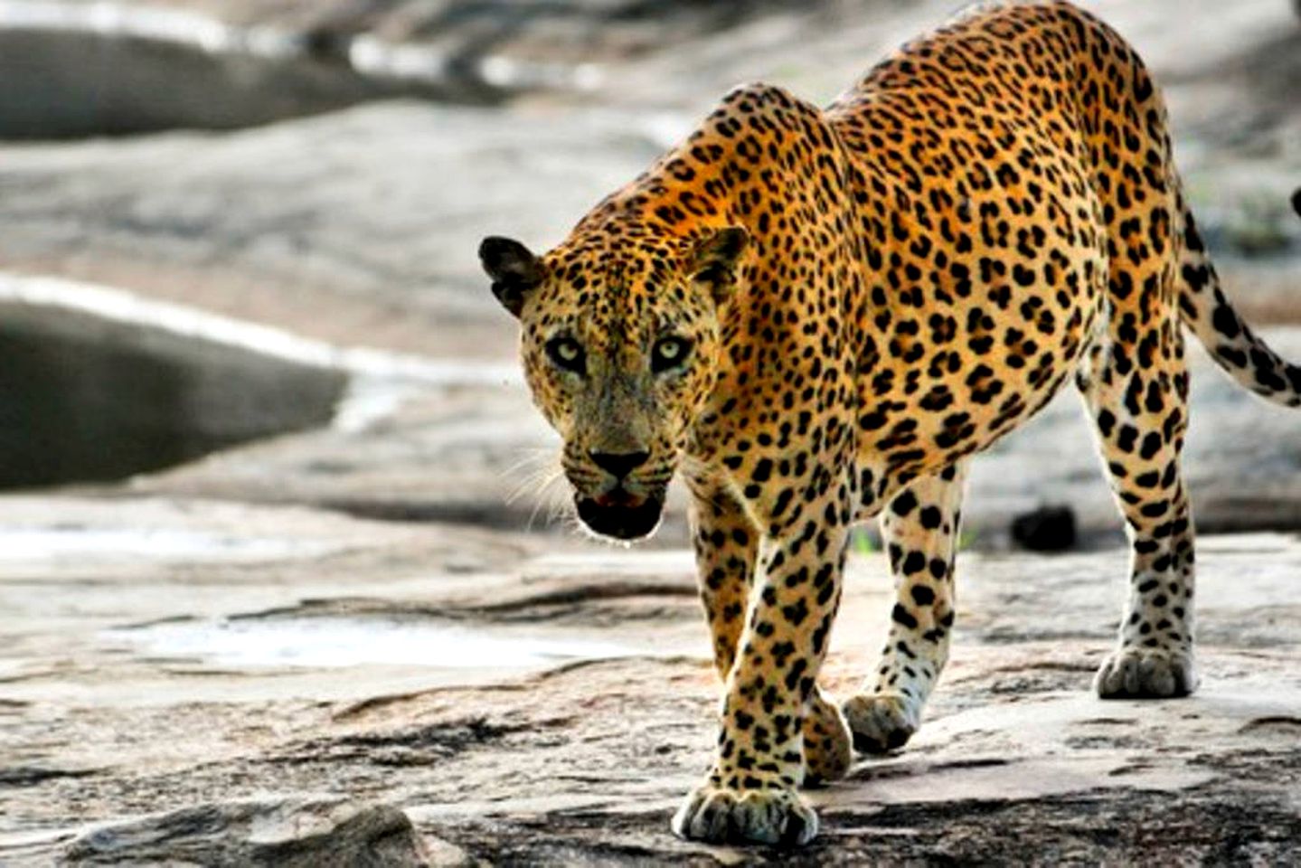 Safari Tent with Lush Forest Views In Yala National Park, Sri Lanka