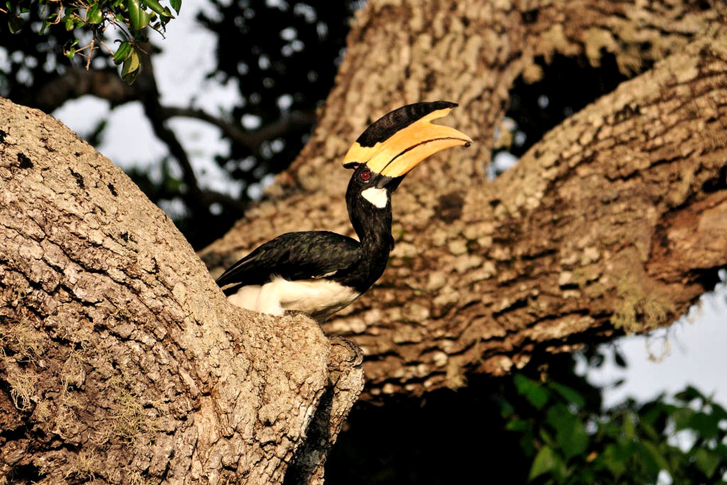 Safari Tent with Lush Forest Views In Yala National Park, Sri Lanka