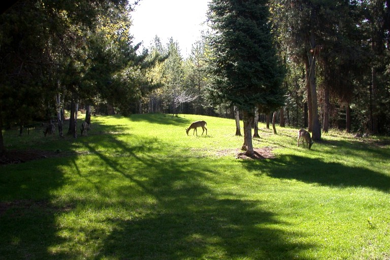 Cabins (Condon, Montana, United States)