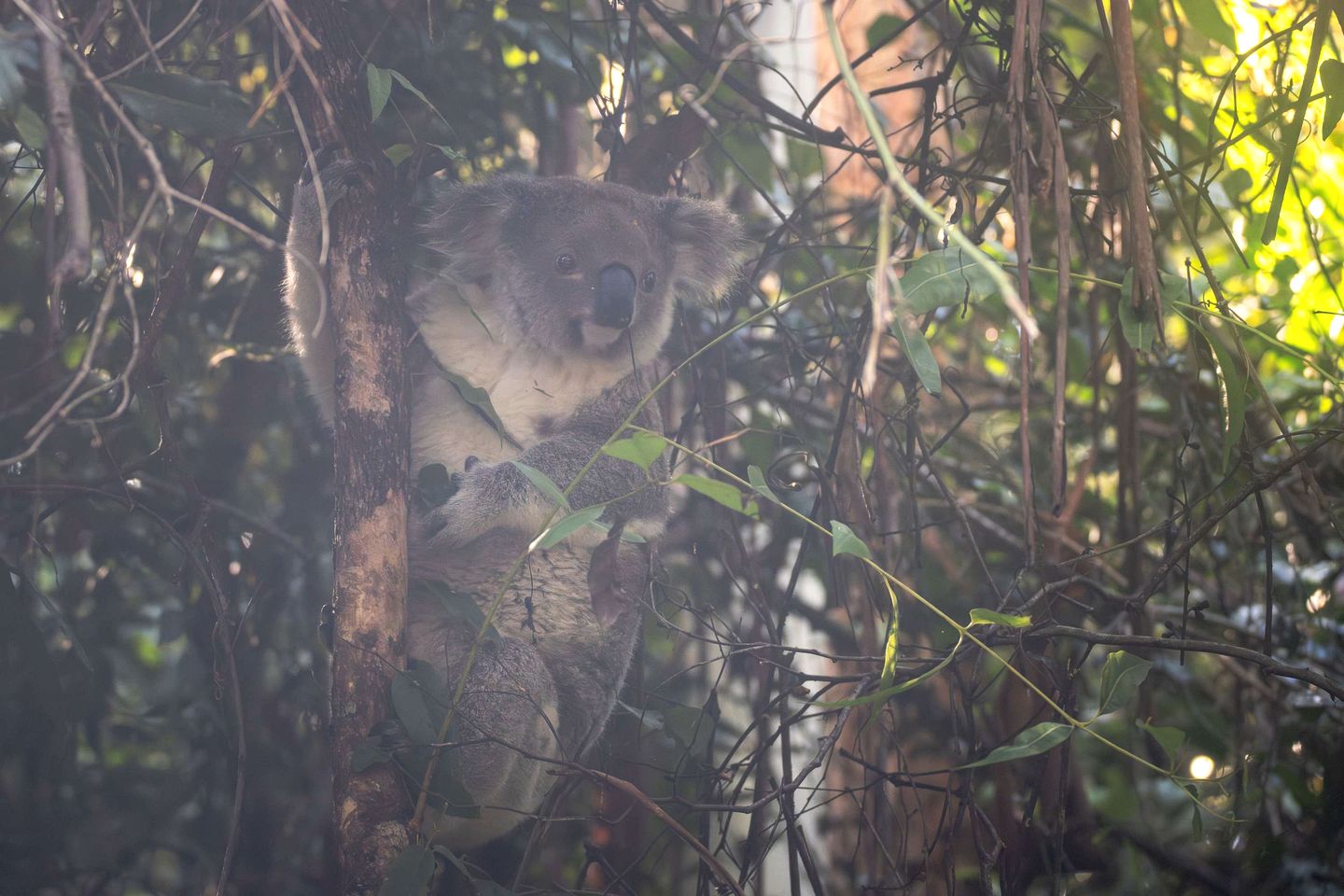Tranquil Tiny House Retreat with Mountain Views near Bulahdelah, Barrington Coast NSW