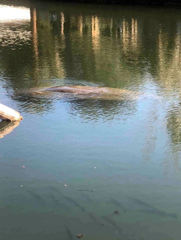 Picturesque Camper with Kayak Provided in Weeki Wachee, Florida