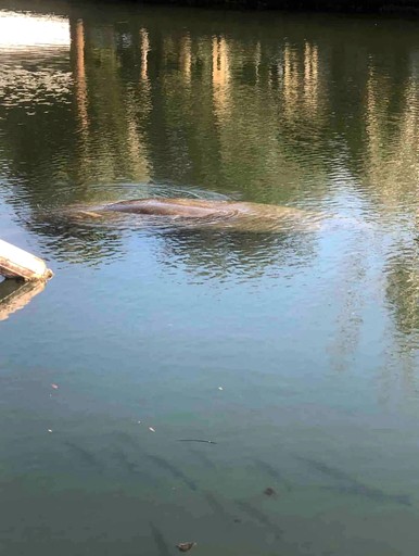 Caravans (United States of America, Weeki Wachee, Florida)