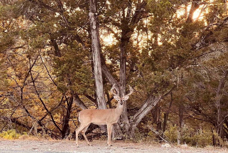Vacation Rentals (United States of America, Canyon Lake, Texas)