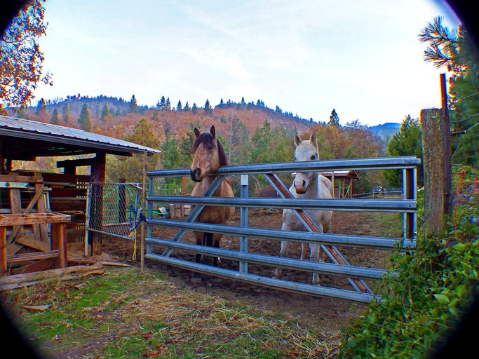 Barns (Ashland, Oregon, United States)