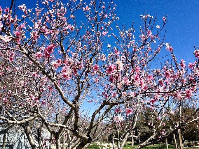 Cottages (Dripping Springs, Texas, United States)