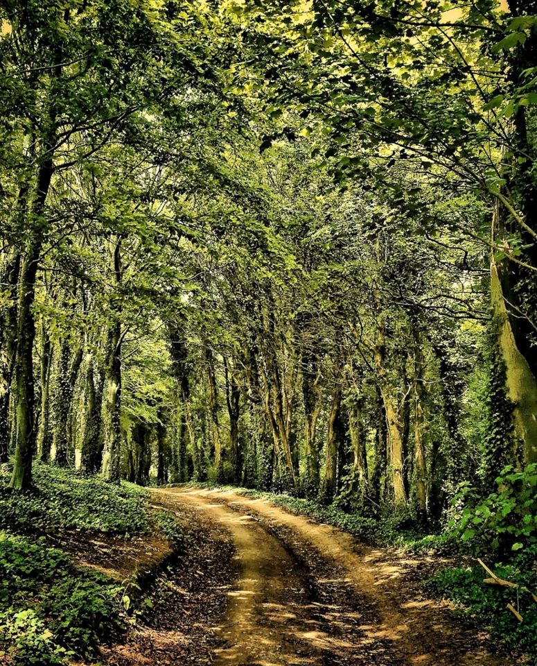 Exclusive Countryside Lodge with Outdoor Cinema, Hot Tub & Sauna, Tranquil Escape Near Binsted, England