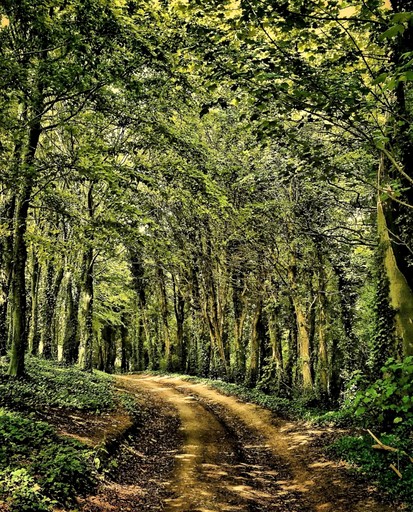 Huts (United Kingdom, Binsted, England)