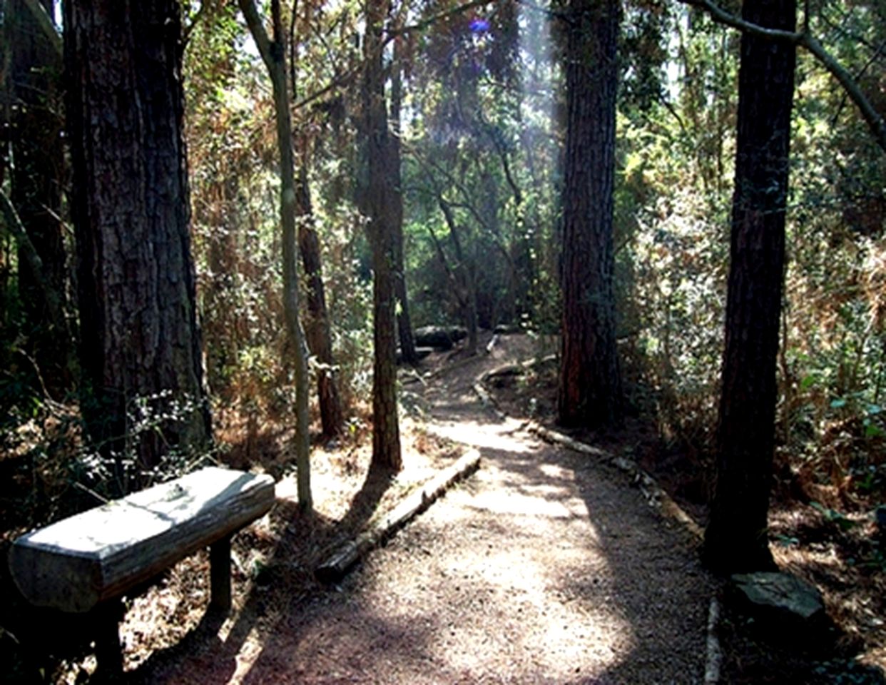 Romantic Mirror Cabin Retreat by the Lake in the Enchanted Forests of Texas