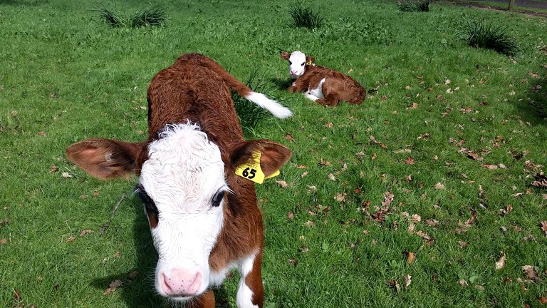 Nature Lodges (Cambridge, North Island, New Zealand)