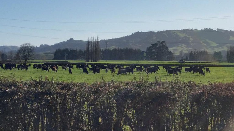 Nature Lodges (Cambridge, North Island, New Zealand)