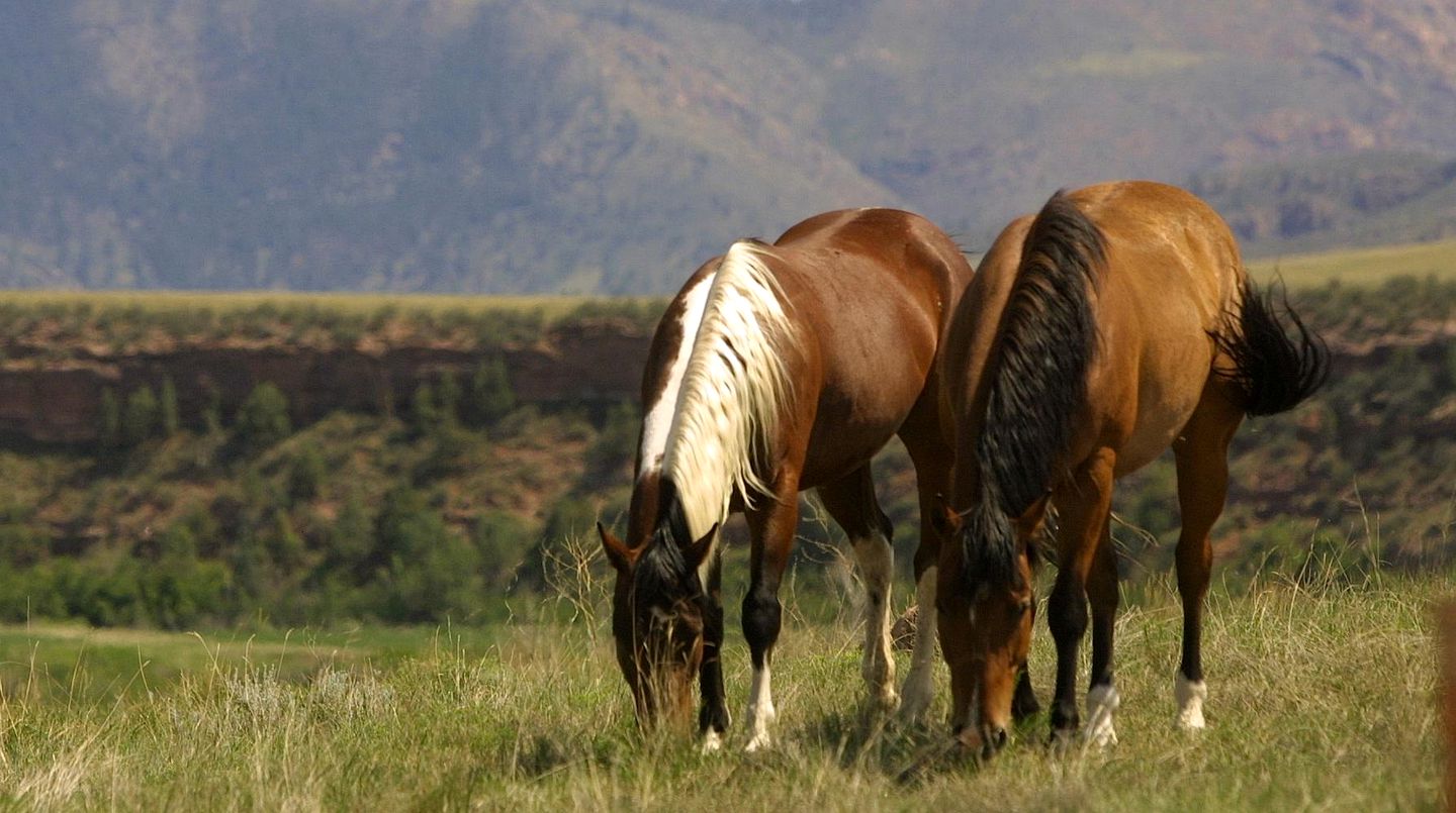 Gorgeous Ranch Stay Accommodation with Amazing Views in Livermore, Colorado