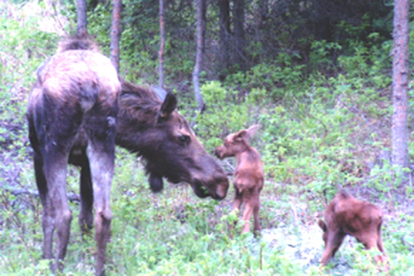 Fishing Cabin Rental on the Waterfront of Kenai River in Sterling, Alaska