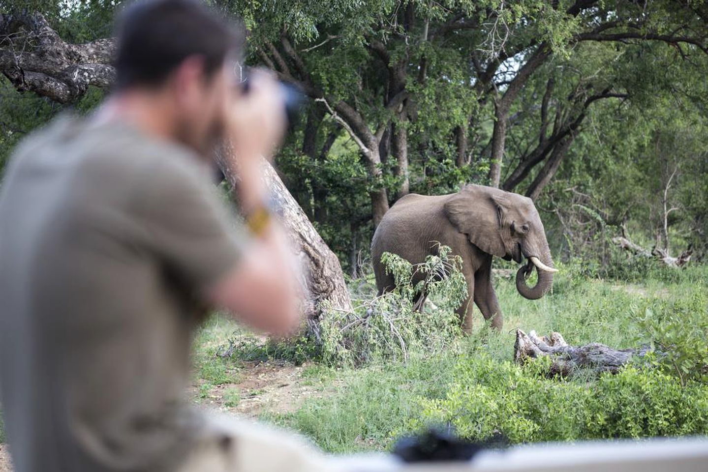 Idyllic Safari Getaway with a Pool in Hoedspruit, Limpopo, South Africa