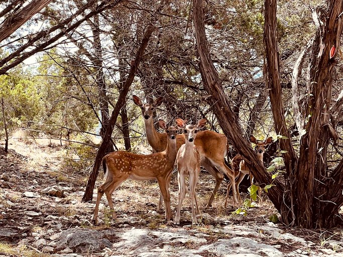 Vacation Rentals (United States of America, Canyon Lake, Texas)