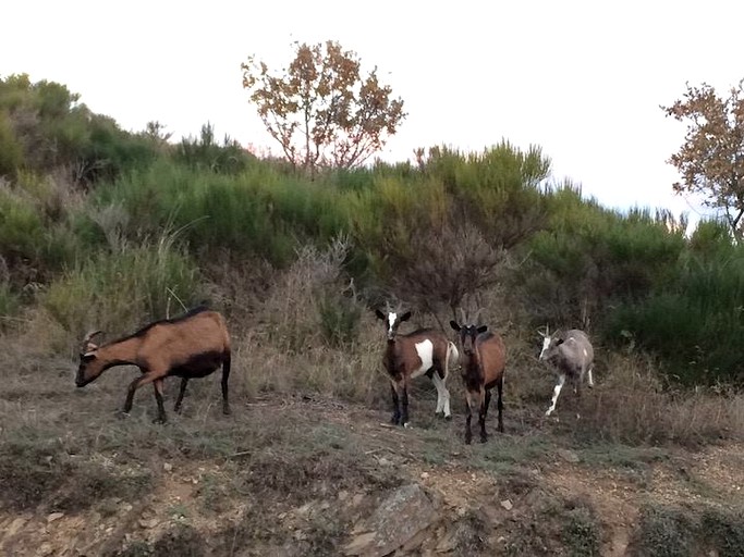 Nature Lodges (Chastel, Auvergne-Rhône-Alpes, France)