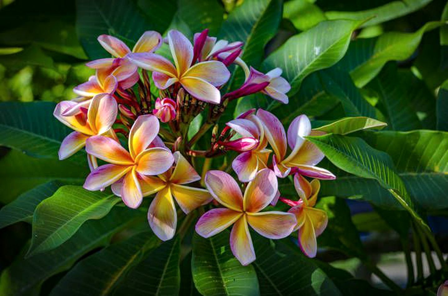 Incredible Family-Friendly Cottage with Luxurious Hot Tub in Wongawallan, Queensland