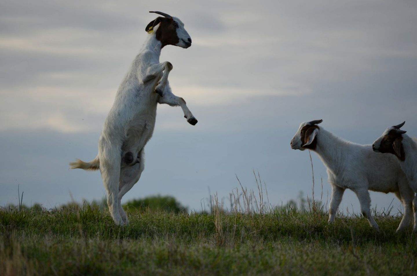 Private Vacation Rental on a Historic 19th Century Farm near Danville, Virginia