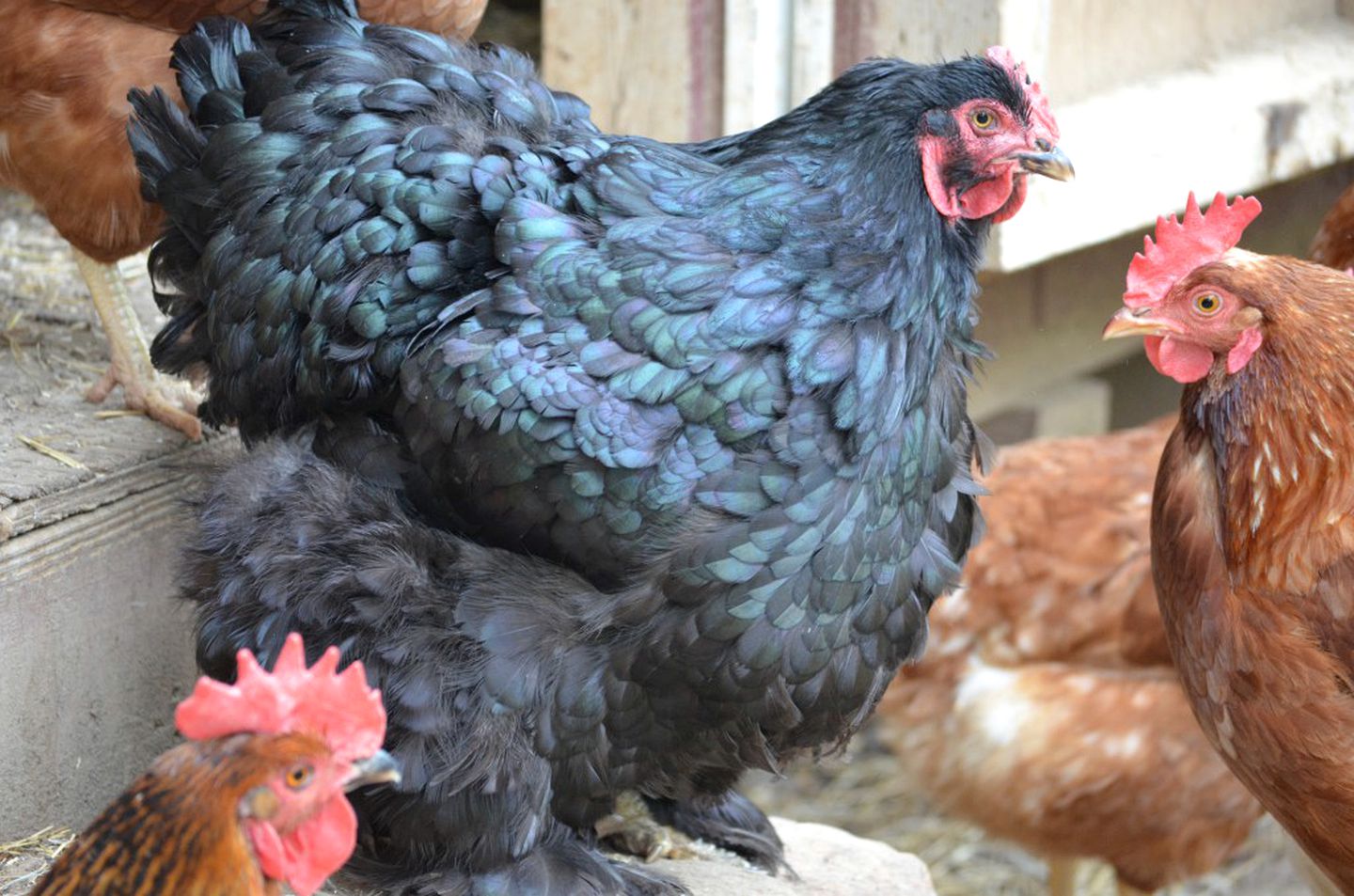 Private Vacation Rental on a Historic 19th Century Farm near Danville, Virginia