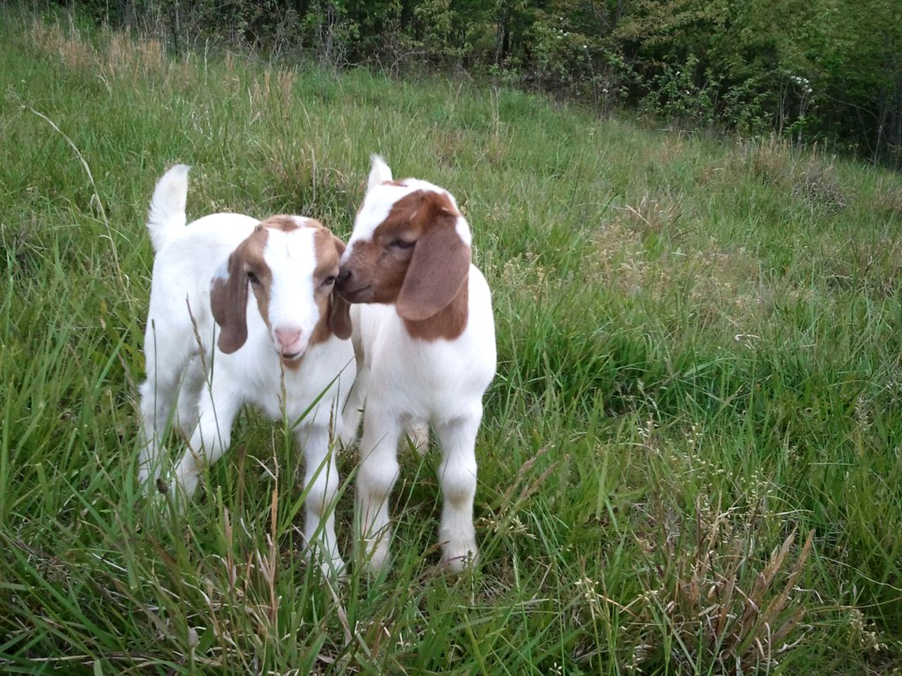 Private Vacation Rental on a Historic 19th Century Farm near Danville, Virginia