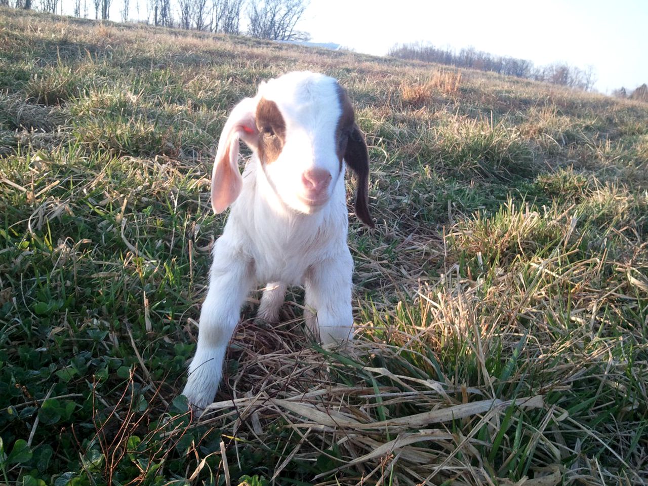 Private Vacation Rental on a Historic 19th Century Farm near Danville, Virginia