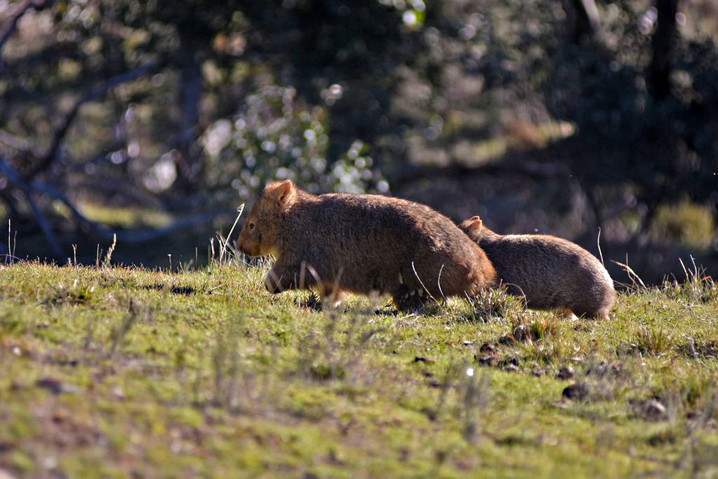 Peaceful Cottage Rental near Namadgi National Park in New South Wales, Australia