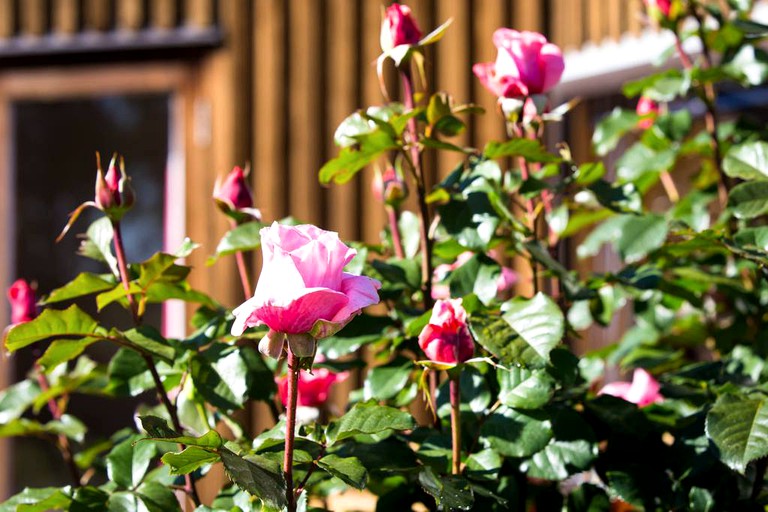 Villas (Hastings, North Island, New Zealand)