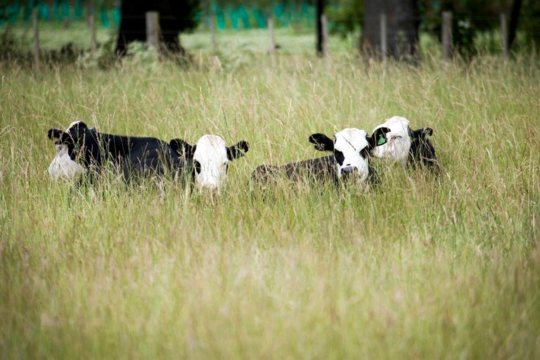 Villas (Hastings, North Island, New Zealand)