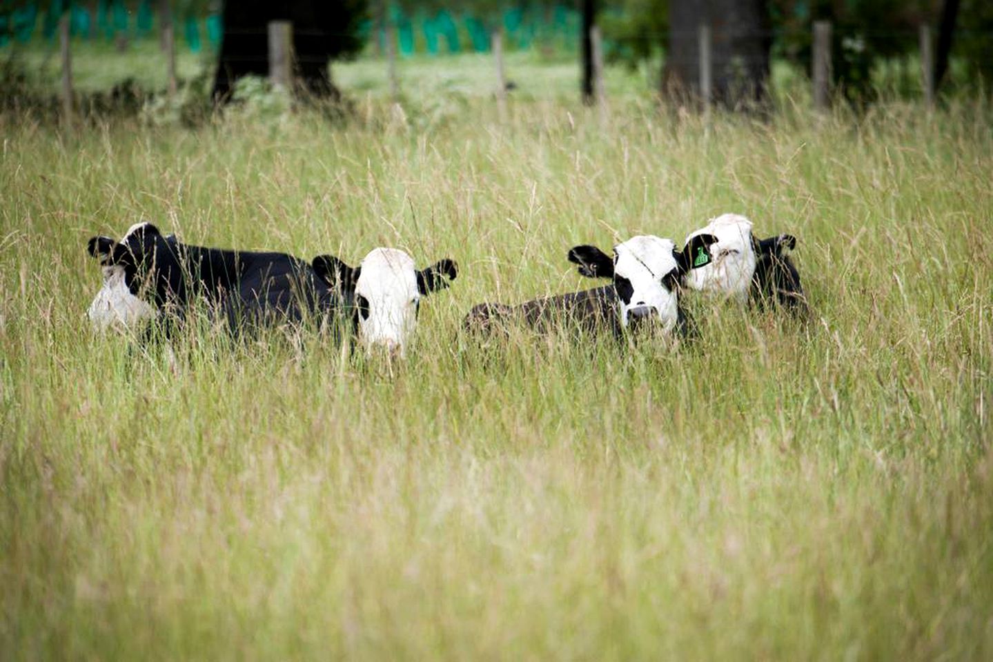 Stunning Villa near Hawke's Bay in Hastings, North Island