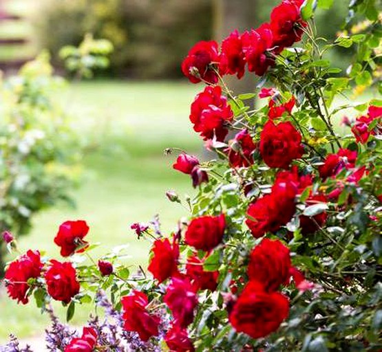 Villas (Hastings, North Island, New Zealand)