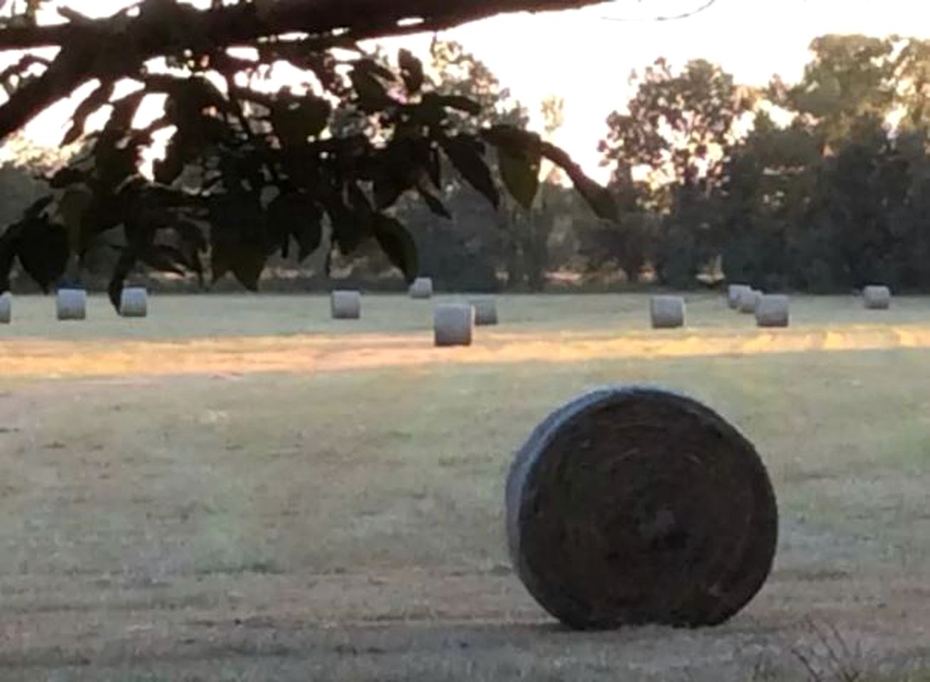 Charming and Romantic Cottage for Couples with a Private Pool on the Mississippi Delta, Mississippi