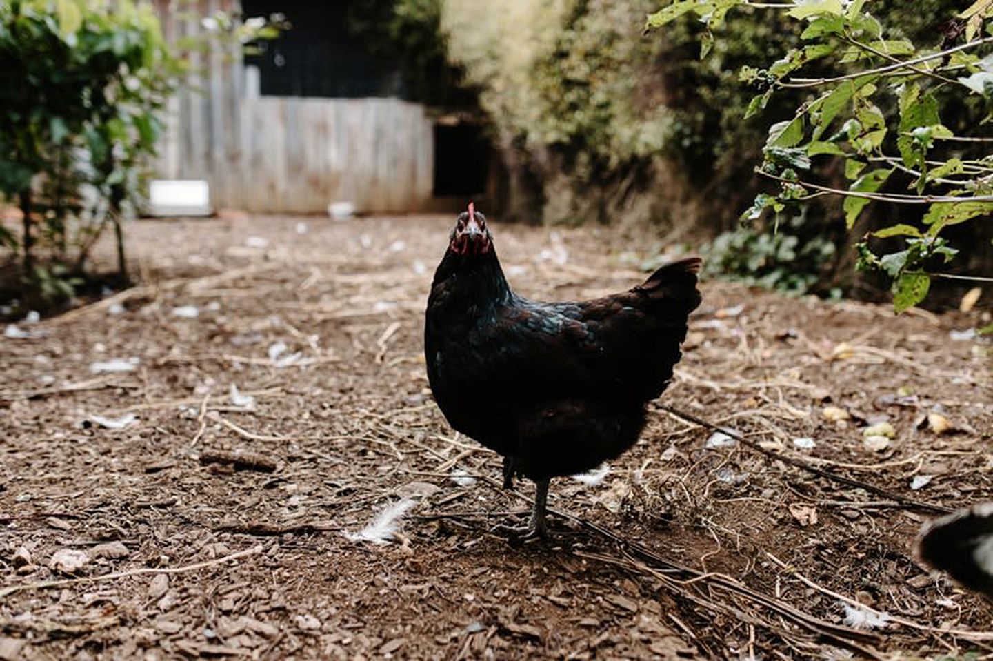 Luxury Tiny Home is Perfect for a Victoria Bush Retreat