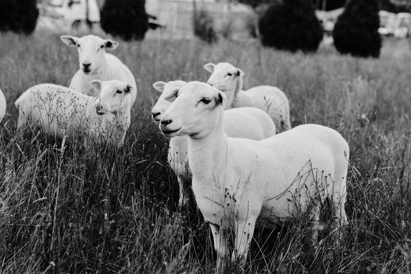 Luxury Tiny Home is Perfect for a Victoria Bush Retreat