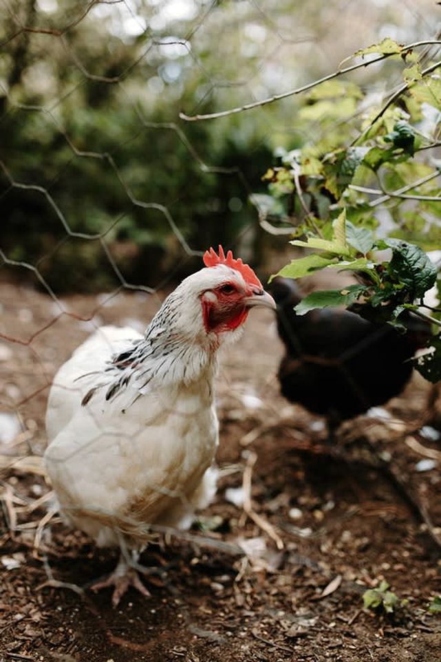 Luxury Tiny Home is Perfect for a Victoria Bush Retreat