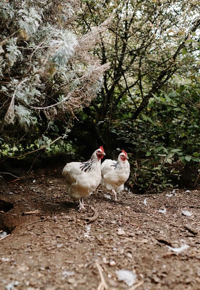 Luxury Tiny Home is Perfect for a Victoria Bush Retreat