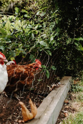 Vacation Rentals (Australia, Korweinguboora, --)