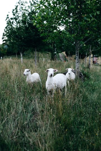 Vacation Rentals (Australia, Korweinguboora, --)