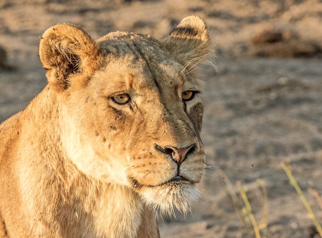 Luxury Safari Getaway in Thornybush Private Nature Reserve near Hoedspruit, South Africa