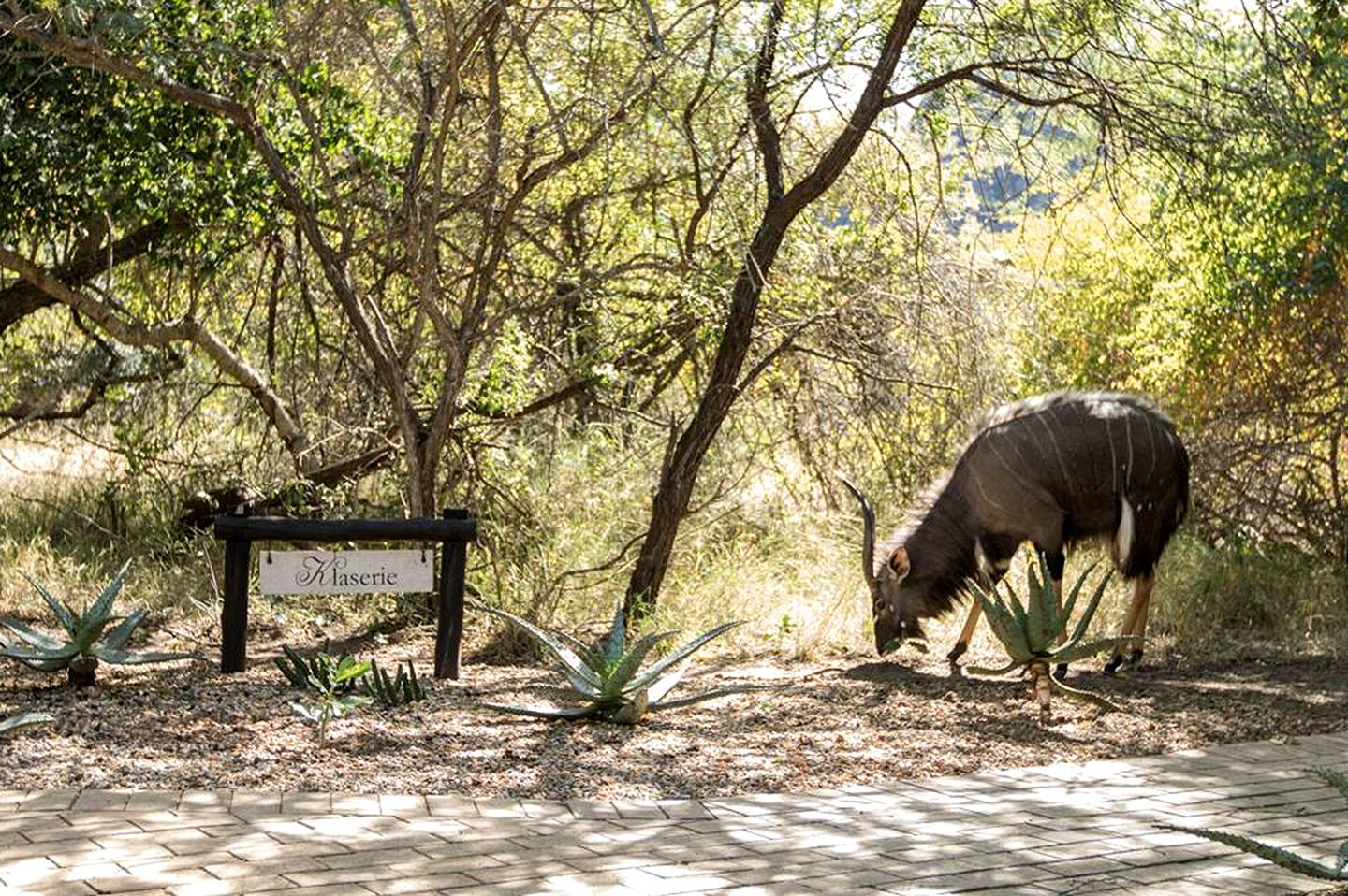 Luxury Safari Getaway in Thornybush Private Nature Reserve near Hoedspruit, South Africa