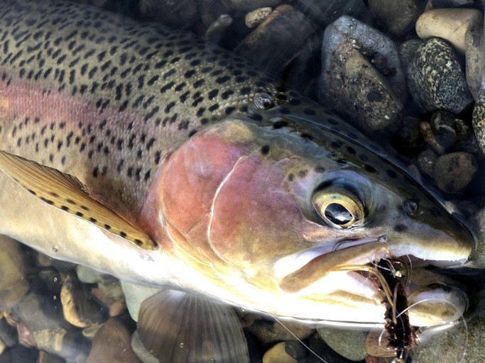 Cabins (United States of America, Dunsmuir, California)