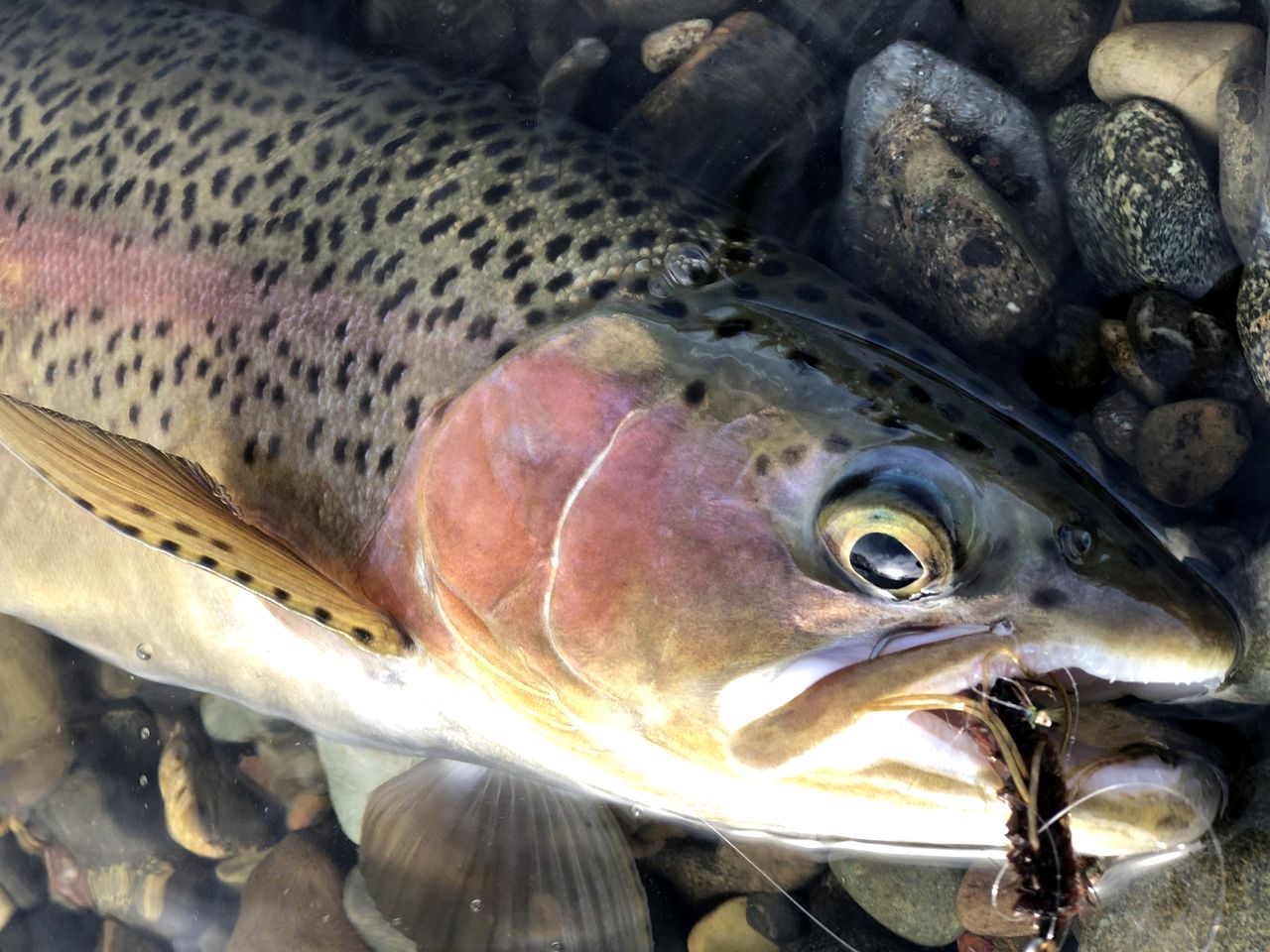 Gorgeous Cabin Close to Lake in Dunsmuir, California