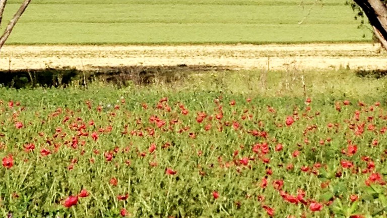 Vacation Rentals (Manildra, New South Wales, Australia)