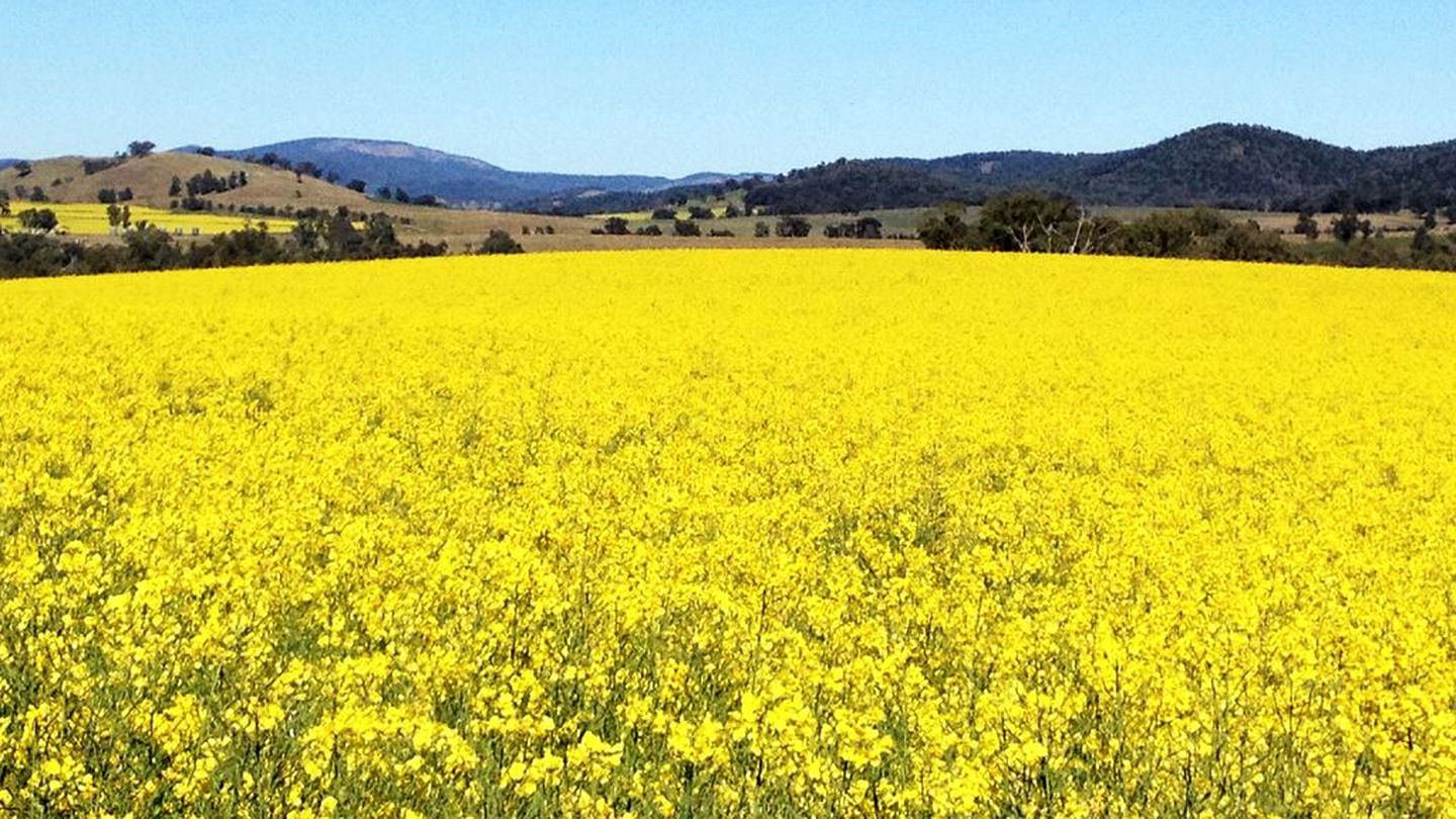 Gorgeous Cottage Getaway with Amazing Views in Manildra, New South Wales