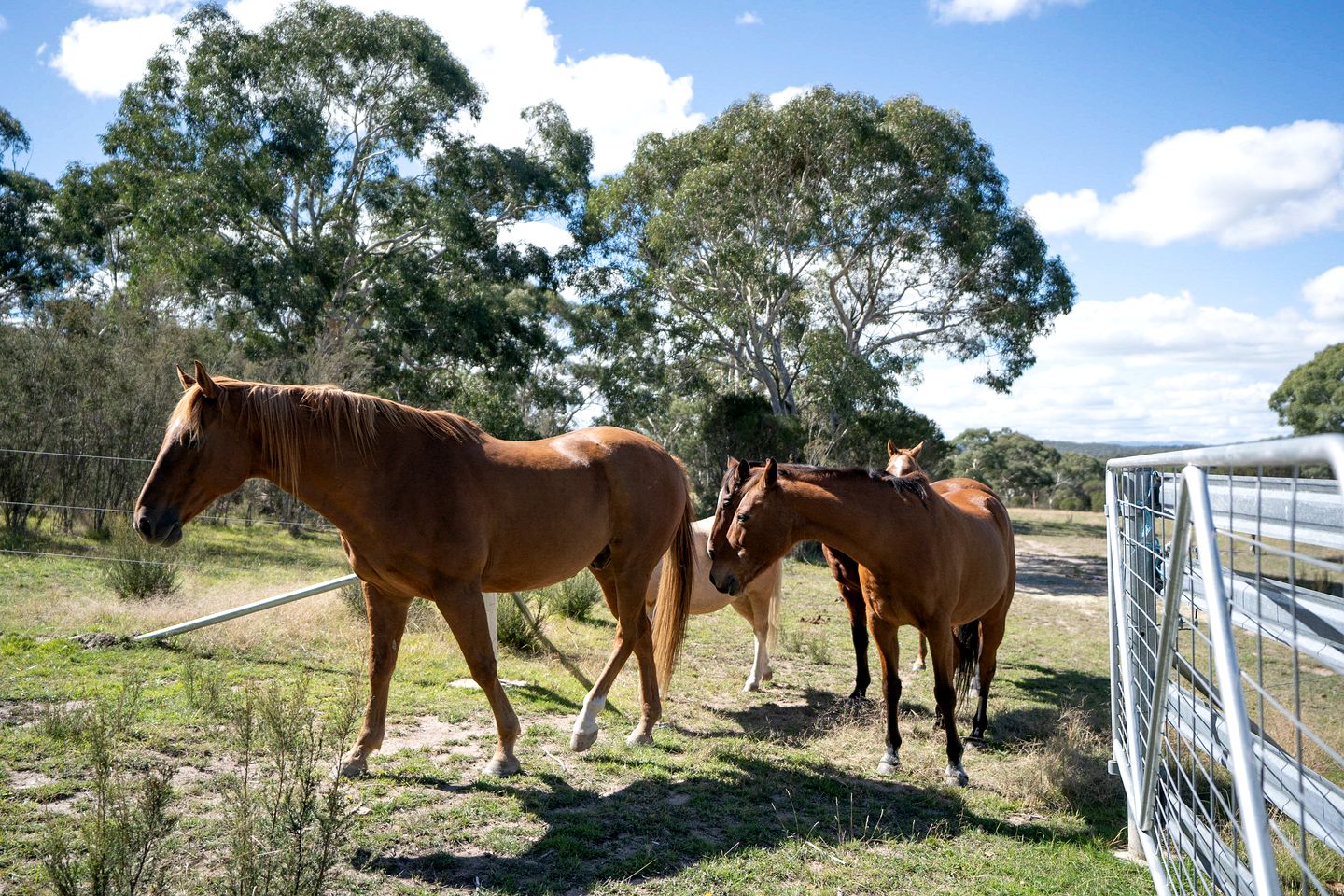 Peaceful Tiny House Rental on a Horse Farm for Glamping near Canberra