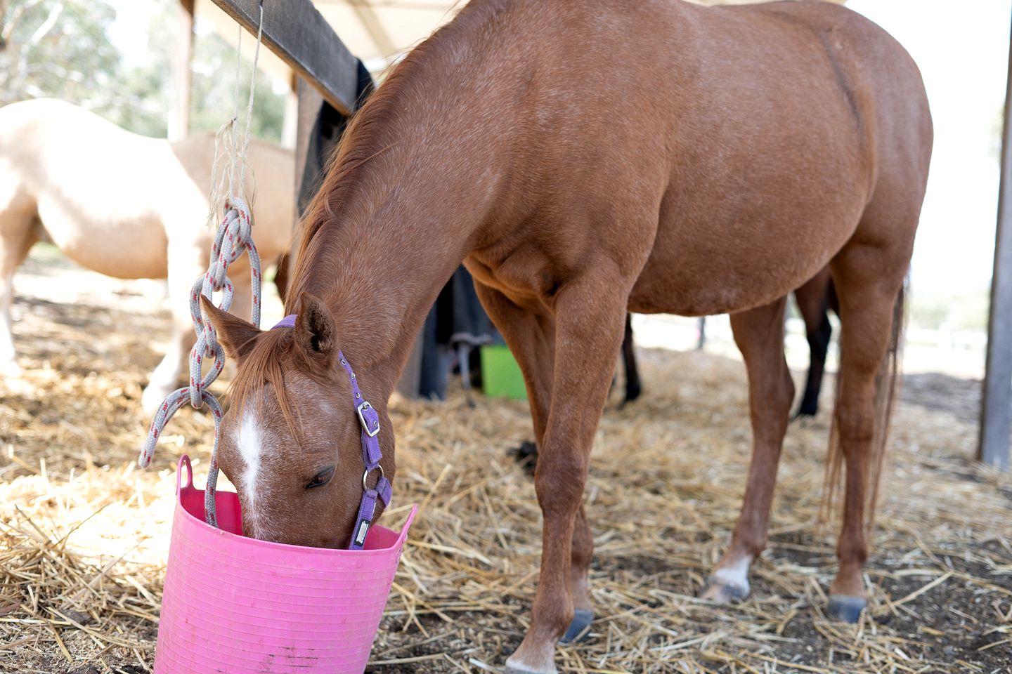 Peaceful Tiny House Rental on a Horse Farm for Glamping near Canberra