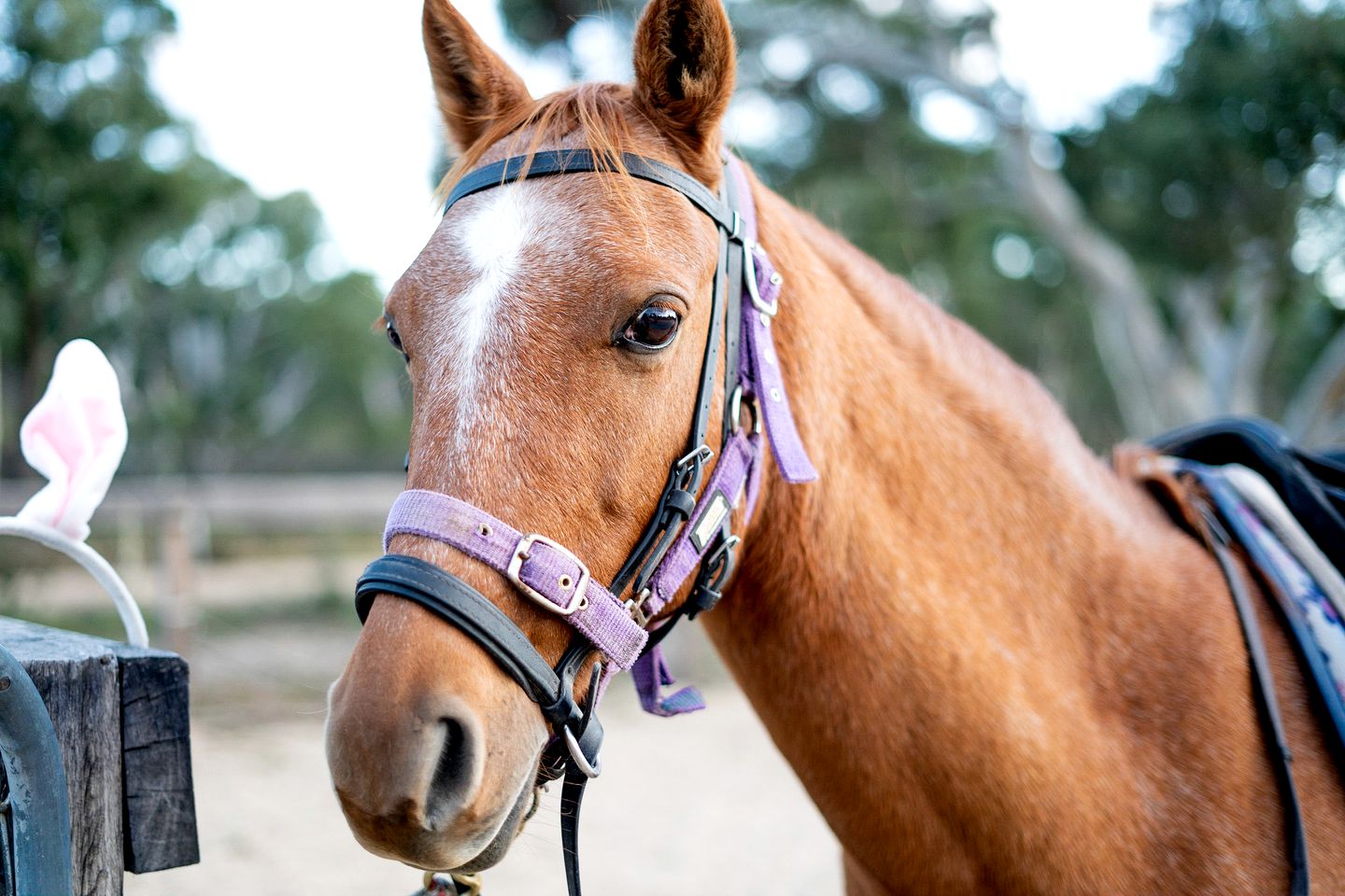 Peaceful Tiny House Rental on a Horse Farm for Glamping near Canberra