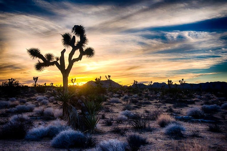 Caravans (Joshua Tree, California, United States)