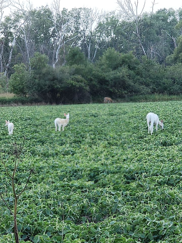 Gorgeous Secludued Villa Nestled Amidst Trees in Fort Atkinson, Wisconsin