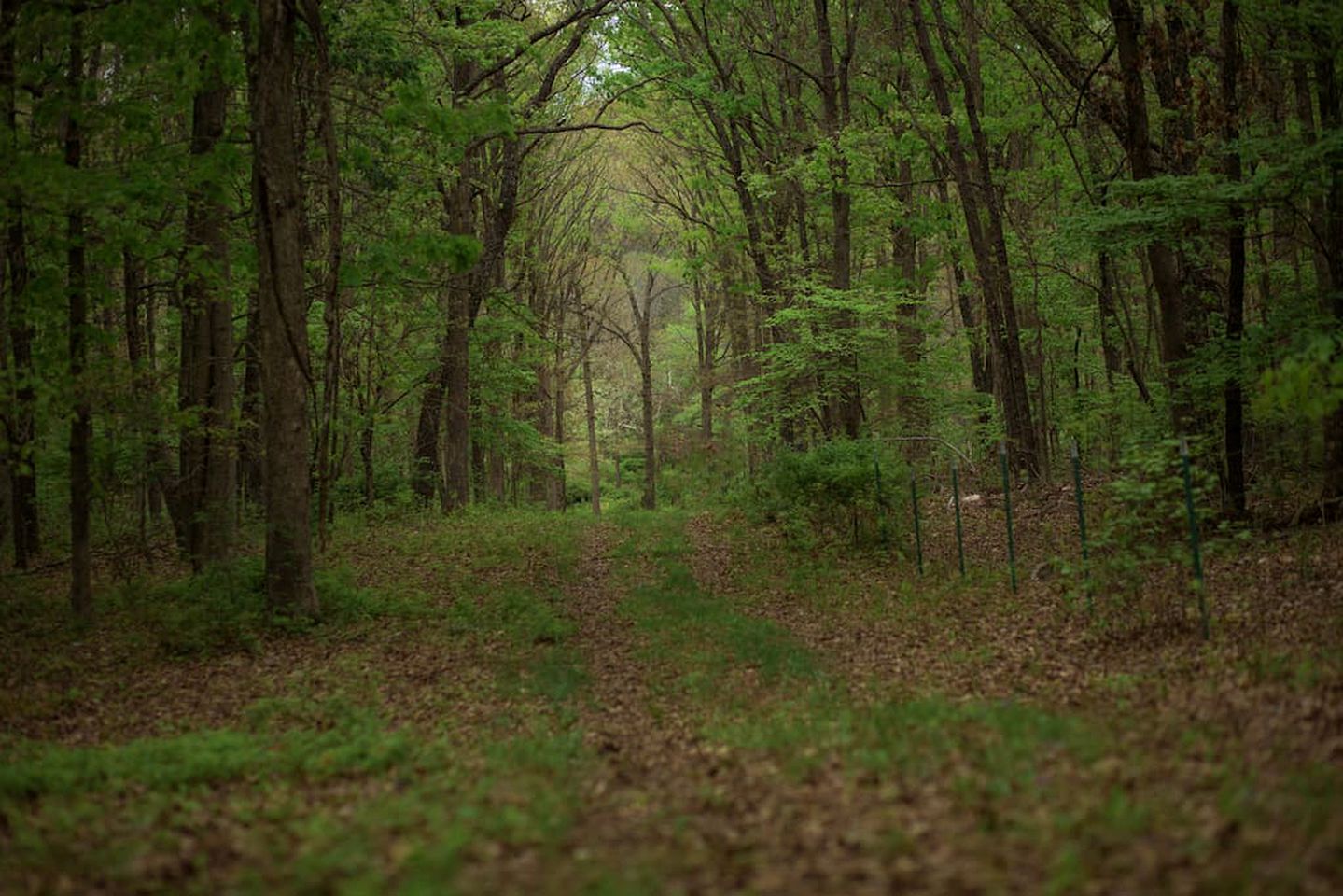 Immersive Glamping: Cabin Retreat Near Houston, MO